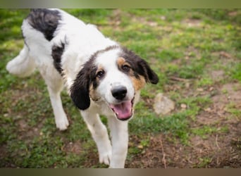 BOOMER - wer schenkt dem großen Jungen mit dem großen Herz ein liebevolles Zuhause?