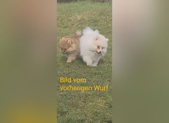 Zuckersüßer Pomeranianwelpen