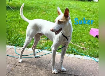 Suker geb. 03/2021 (in Deutschland) - freundlicher und verschmuster Podenco-Mix!
