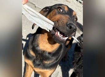 Levi ❤️ Notfell- verspielt+ aufgeschlossen