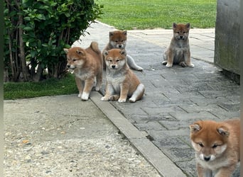 Shiba inu Welpen mit Papieren, Transport möglich!