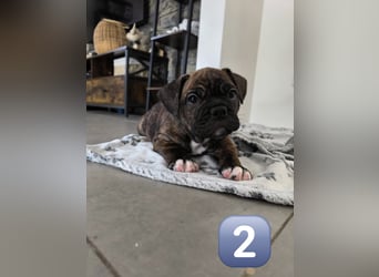 Wundervolle Bulldoggen-Welpen suchen ihr Für-Immer-Zuhause!