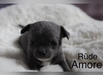 Chihuahua Welpe Blue mit weißen Zeichen kurzhaar