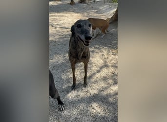 Barquiria, eine freundliche Seniorin