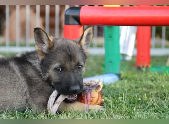 Schäferhund Welpen mit VDH Ahnentafel