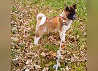 1 reinrassige American Akita Hündin