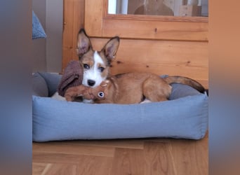 Luigi, kleiner Racker