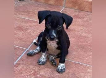 MIKO-#NOTFALL#-hübscher Hundemann liebt ausgedehnte Spaziergänge im Grünen