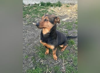 Frida, 10.05.2019 geboren, 31 cm sucht ihre Menschen