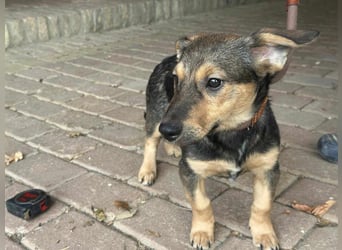 Lucy, geboren 10.12.2024, 31cm sucht ihre Menschen