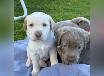 Labrador Welpen reinrassig Rüde Silber NRW Düsseldorf Köln Kleinanzeige
