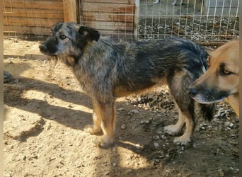 ♥VITO♥ sehr lieber, total süßer, noch etwas vorsichtiger Rüde, der sicher schnell auftaut 55 cm