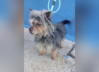 Tobby, sucht mit seiner Freundin Tara ein Zuhause
