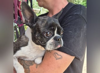 Diva - RESERVIERT -bietet Charme und Charakter, sucht aktives Zuhause mit Herz und Hundverstand