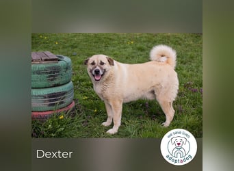 Hallo mein Name ist Dexter