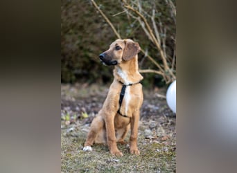 Herzensbrecher Bernie sucht sein Happy End (82515 Wolfratshausen)