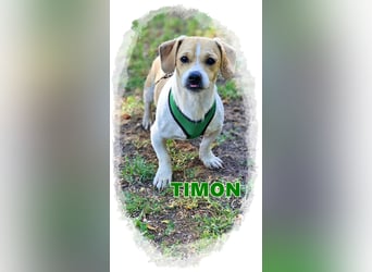 Timon ist ein sanfter, sensibler Rüde