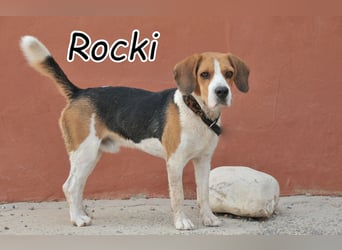 Darf Rocki nun ein Neustart in einer neuen Familie beginnen?