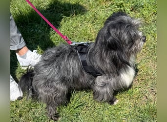 Micha: Hundekind sucht ein Zuhause