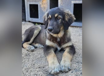 Aramis ❤️ liebevoll aufgeweckter Jungrüde