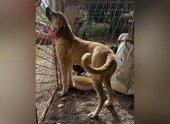 Notfell-Hündin ♥Honey♥ sucht dringend ihre emphatische PS/ES