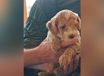 Wunderschöne Maltipoo Welpen