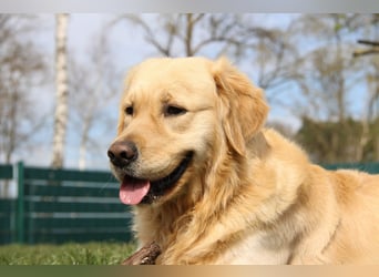 Golden Retriever Deckrüde mit FCI-Ahnentafel