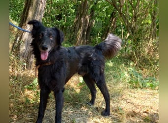 Liviusz, liebenswerter Golden retriever/ Mudi Mix geb. 2024