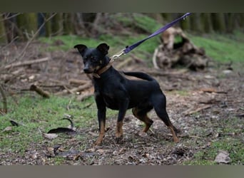 Lieber Lala, ca. 2 Jahre alt, 39 cm, wünscht sich eine Familie