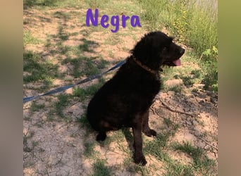 Negra 01/2018 (ESP) - sehr liebevolle, verschmuste und menschenbezogene Schnauzer-Mix Hündin!