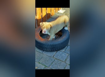 American Bully X Welpe