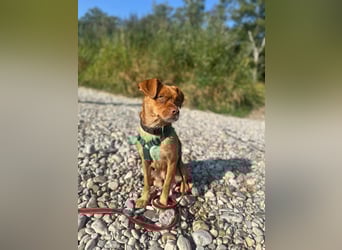 süße kleine Chihuahua-Pekinesen Mischlings-Hündin Evi sucht .....