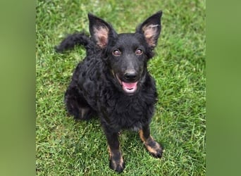 LARA ist ein verspieltes Hundemädchen