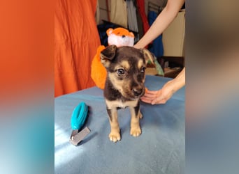 Dorothy ist lieb, sanftmutig und verspielt !