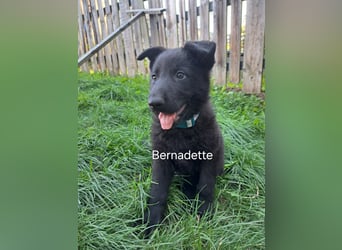 DSH Deutscher Schäferhund - Welpen lackschwarz