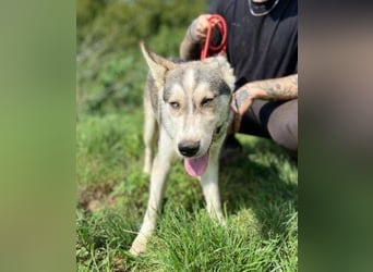MONTY süßer Hundejunge