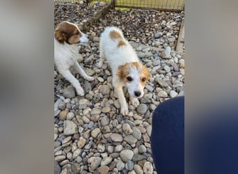 Zauberhaftes Hundemädchen ANNEMARIE ist neugierig und verspielt