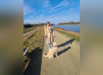 Golden Retriever Mädchen