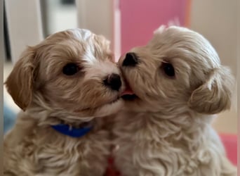 Maltipoo Welpen Rüde