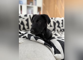 Süßer "Mochi" sucht sein Plätzchen
