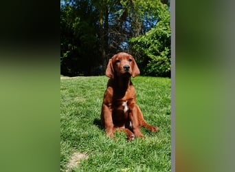 Labrador Retriever Foxred/ Dark Foxred - Therapie-, Assistenz-, Familienhunde