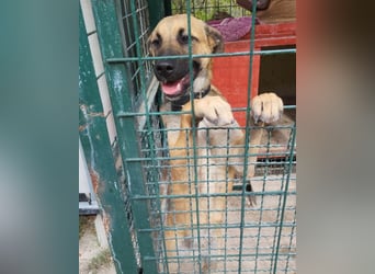 Notfellchen XAVER❤️entzückender Jungrüde auf dringender Körbchensuche!