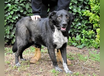 Gerald - hat ein gutes Hundeherz