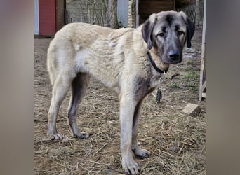 Kangal-Junghunde -  Sila, Shaya und Tamaz