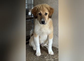 Flikka, geb. ca. 01/2025, lebt in GRIECHENLAND, im städt. Tierheim Serres