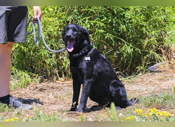 Champ, Labrador-Mix, lieb und sozial