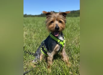 Coco, sucht seine Menschen