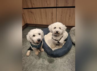 Nala - anhänglich&verschmust