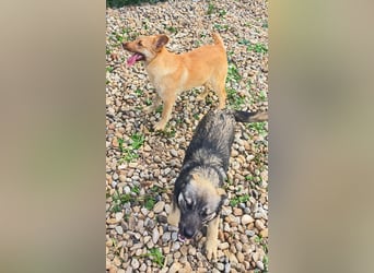 PEANUT - sucht sein " Für-immer- Zuhause"