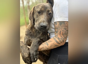 Brenda LM – freundliche Doggen-Boxer-Mix-Hündin sucht liebevolles Zuhause